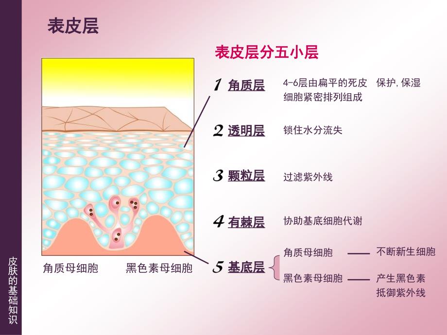 皮肤的基础知识ppt课件_第4页