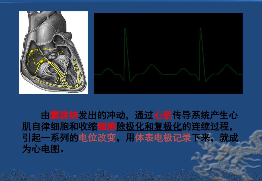 心电图的认识初步非专科护士ppt课件_第4页