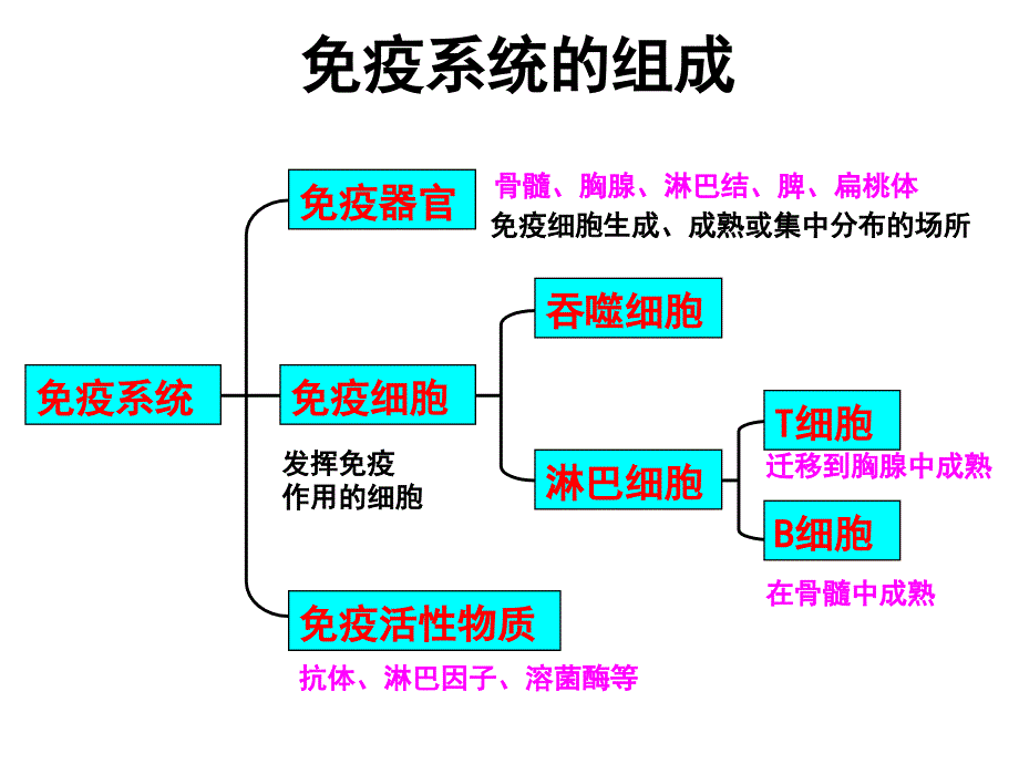 人教生物必修3免疫调节.ppt_第3页