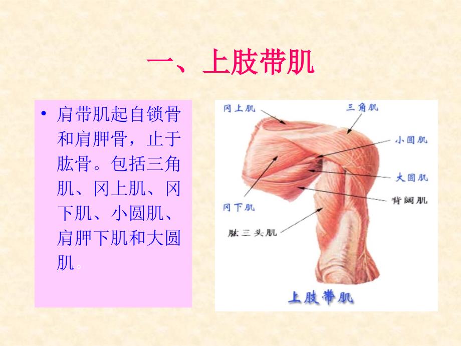 《基础解剖学》课件：运动系统－－骨骼肌－－上肢肌_第2页