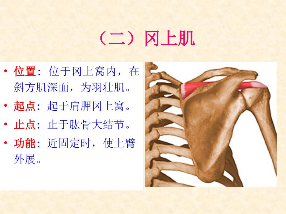 《基础解剖学》课件：运动系统－－骨骼肌－－上肢肌_第4页