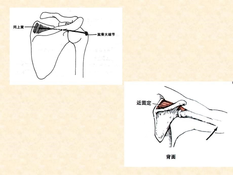 《基础解剖学》课件：运动系统－－骨骼肌－－上肢肌_第5页