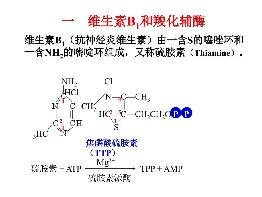 六维生素和辅酶_第5页