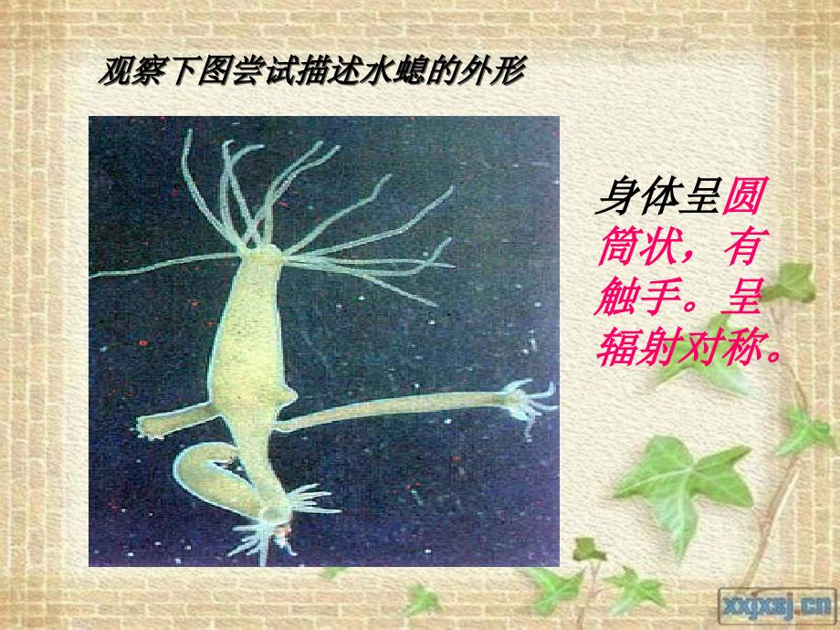 冀少版七年级生物-腔肠动物和扁形动物_第3页