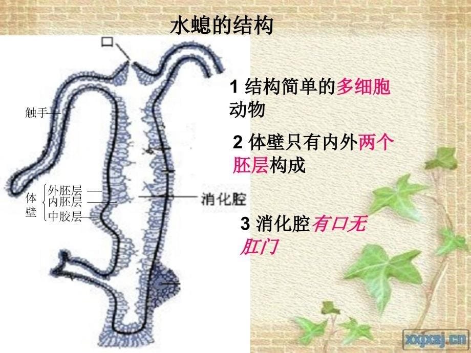 冀少版七年级生物-腔肠动物和扁形动物_第5页