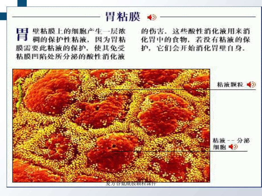 复方谷氨酰胺颗粒课件_第4页