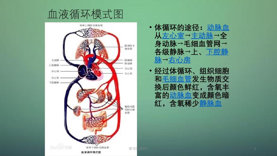 体循环的解剖ppt课件_第3页