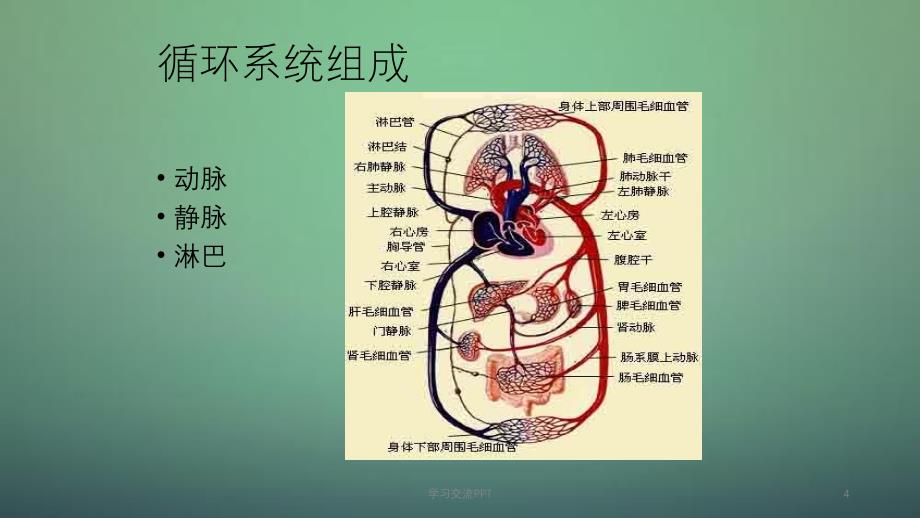 体循环的解剖ppt课件_第4页