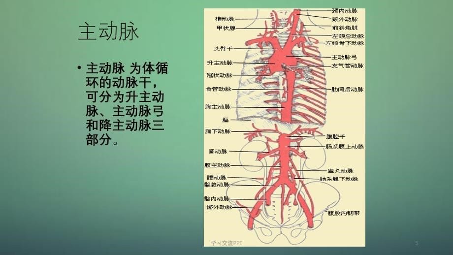 体循环的解剖ppt课件_第5页