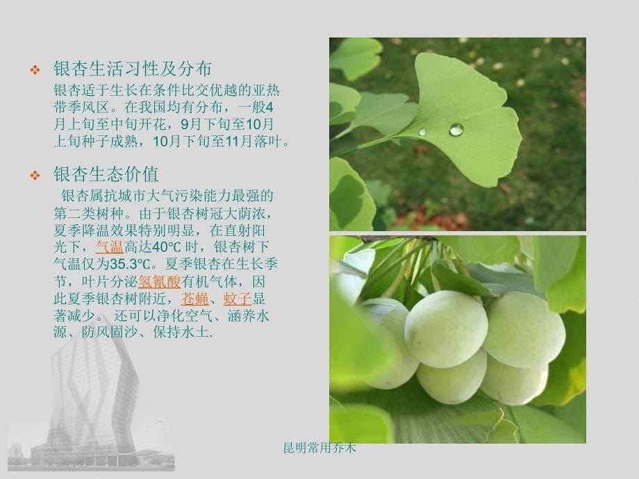 昆明常用乔木课件_第5页