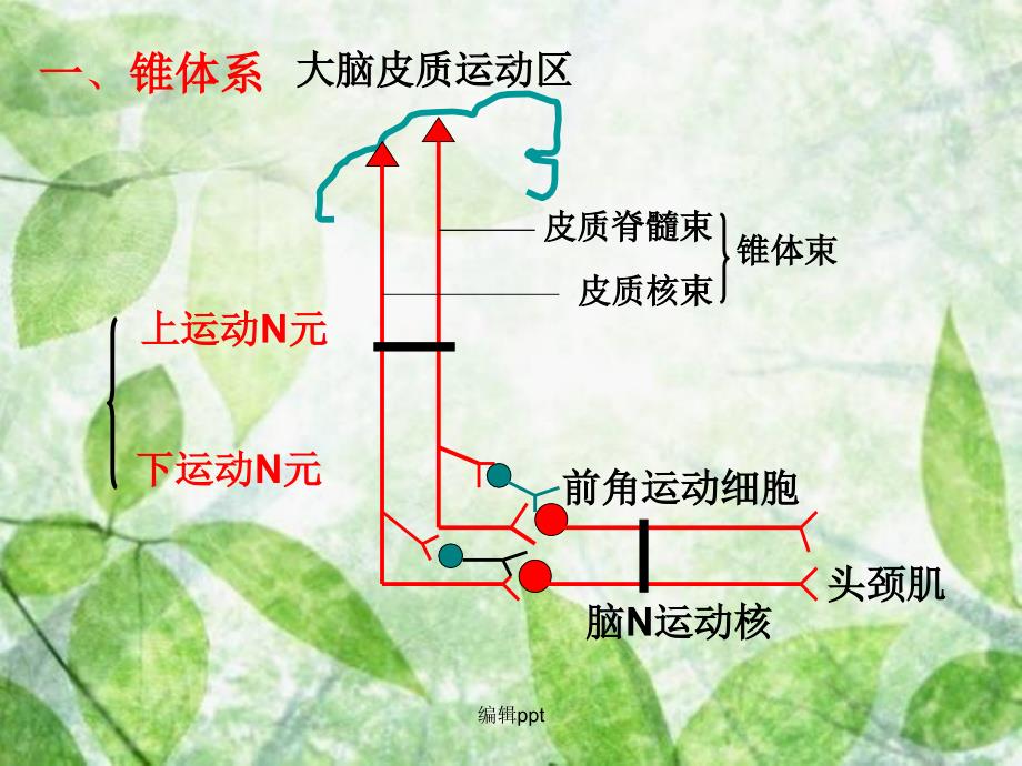 神经系统运动功能检查完整1_第3页