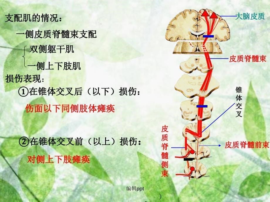 神经系统运动功能检查完整1_第5页