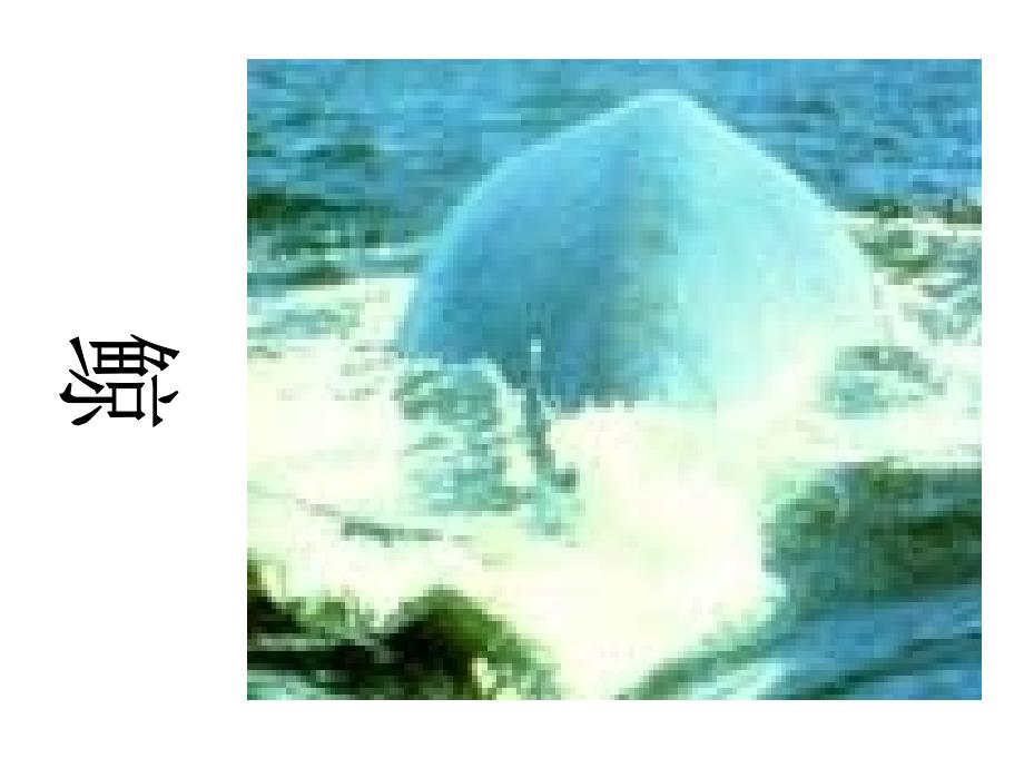 请用一句话把你看到的鲸向大家介绍一下_第1页