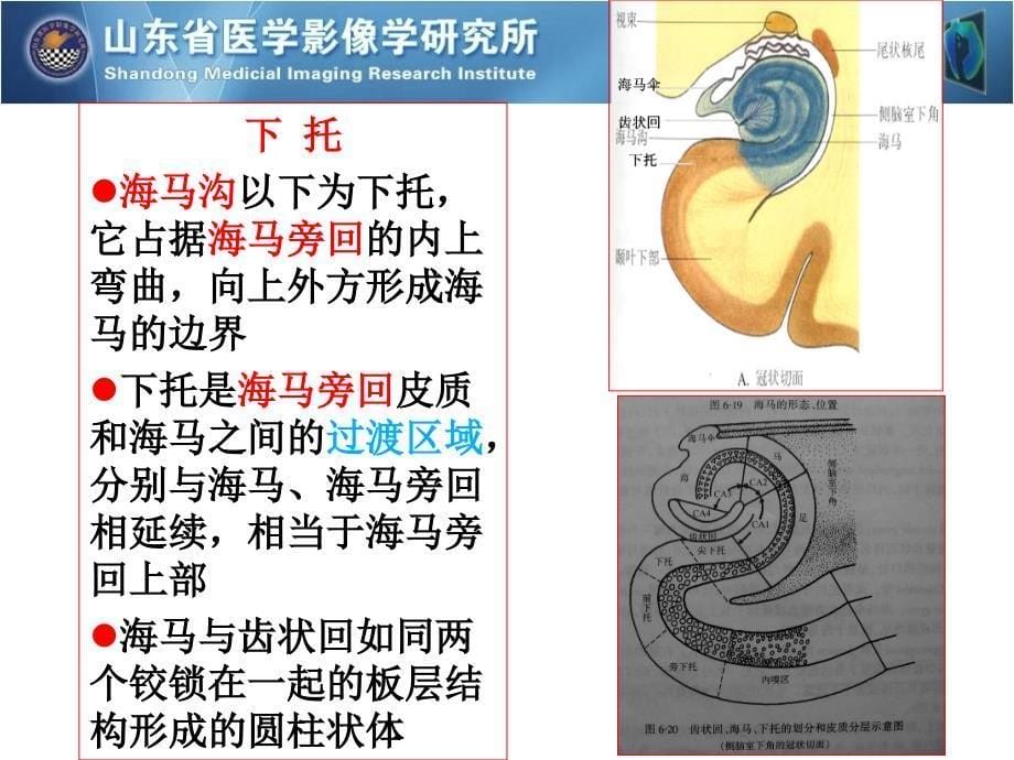 海马解剖与MR表现及临床【特制荟萃】_第5页