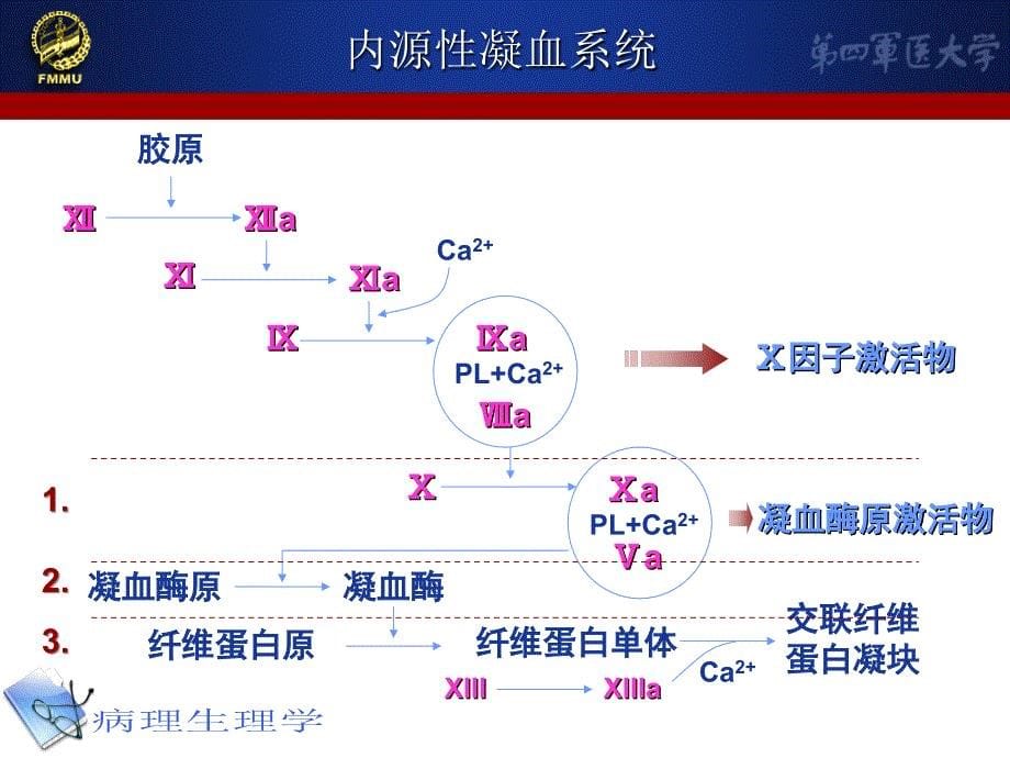 凝血和抗凝课件_第5页