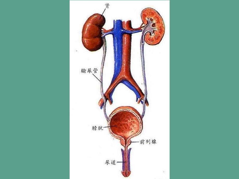 学时尿液检查ppt课件_第2页