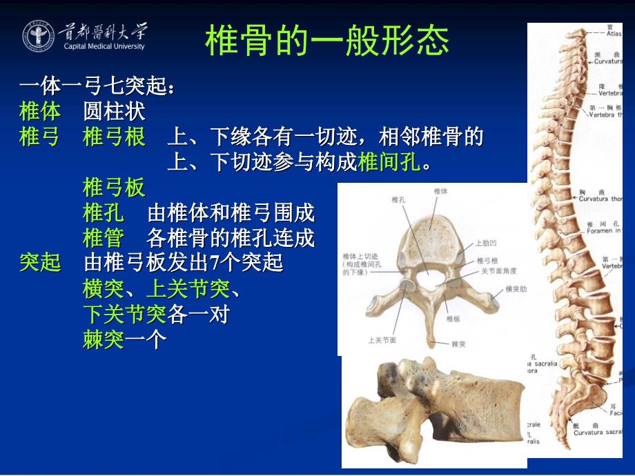 《人体解剖学》教学课件：02 躯干骨_第4页