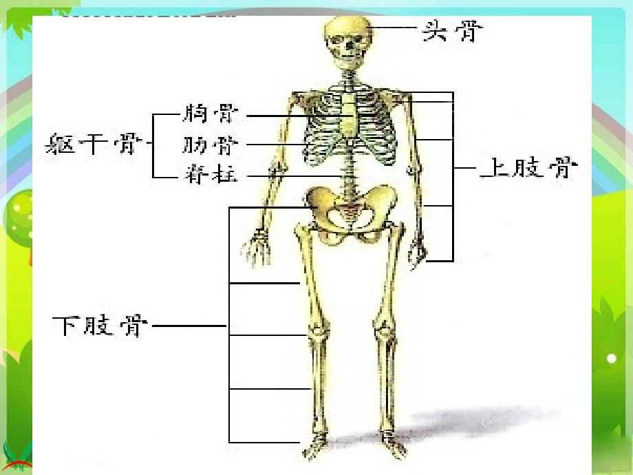 （苏教版）四年级科学下册课件14骨骼肌肉的保健(1)_第2页