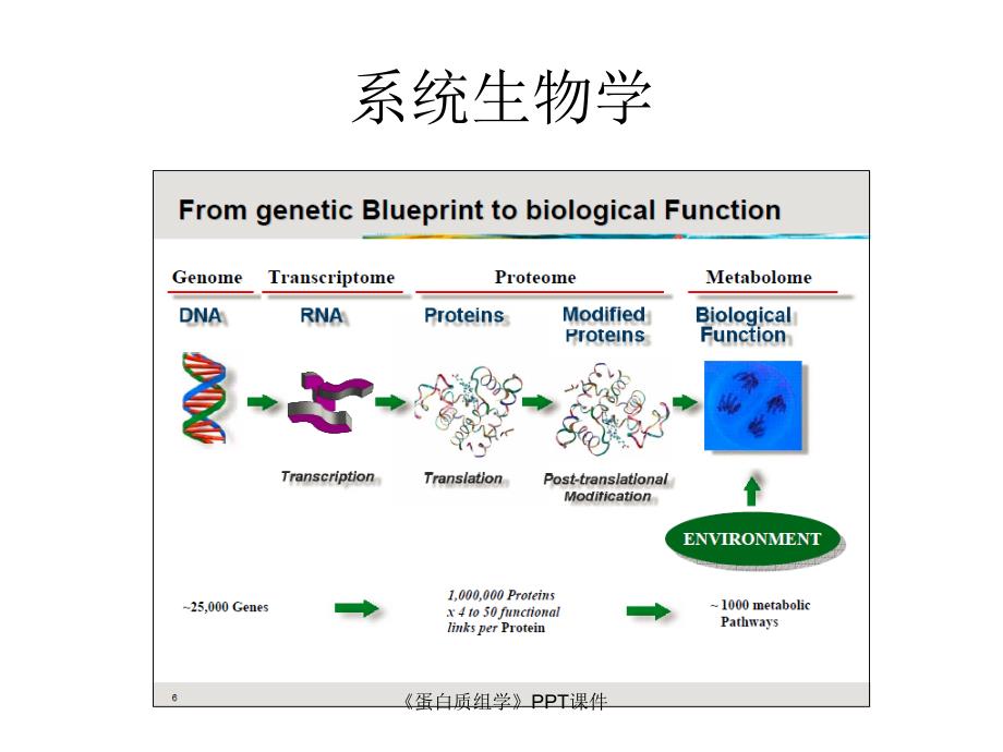 蛋白质组学课件_第2页