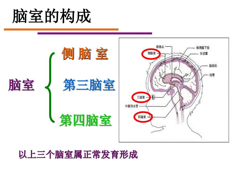 脑室系统及脑脊液循环ppt课件_第2页