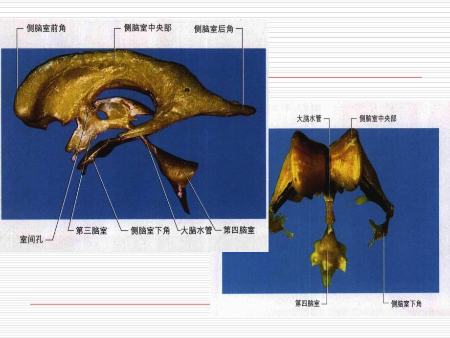 脑室系统及脑脊液循环ppt课件_第4页