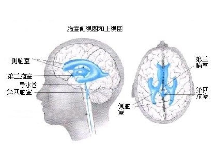 脑室系统及脑脊液循环ppt课件_第5页