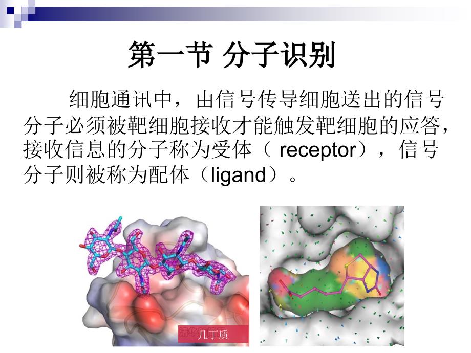 第2章蛋白质结构与功能——受体_第3页