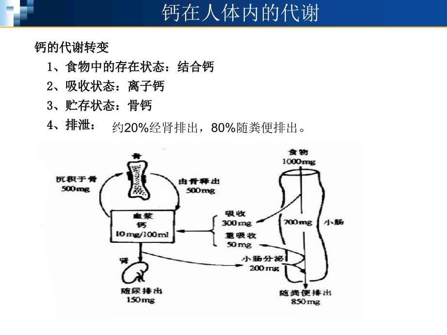 钙代谢讲稿ppt课件_第5页