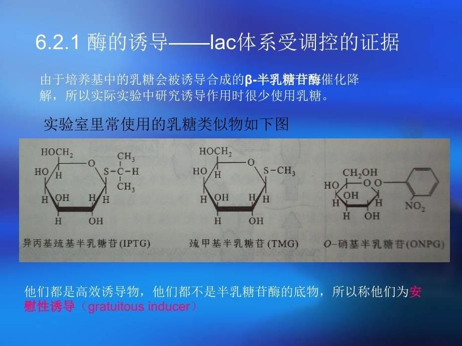 乳糖操纵子与负控诱导系统_第5页