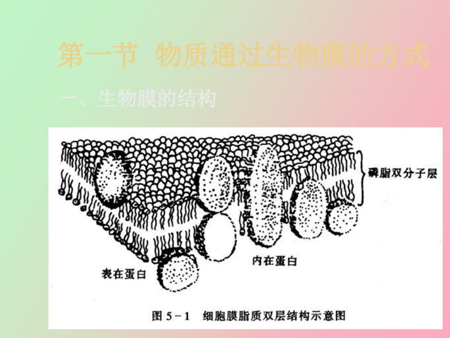 生物体内污染物质的运动过程及毒性_第3页