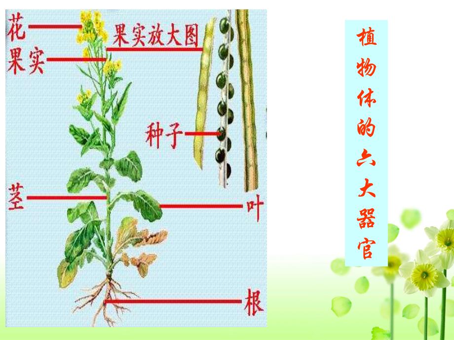 《第一节 尝试对生物进行分类》课件.ppt_第3页