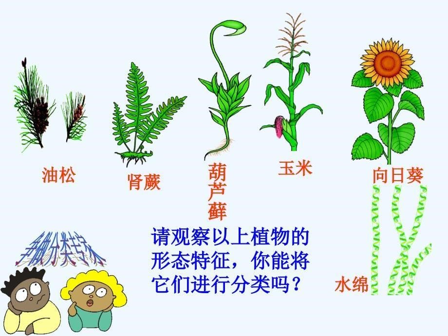 《第一节 尝试对生物进行分类》课件.ppt_第5页