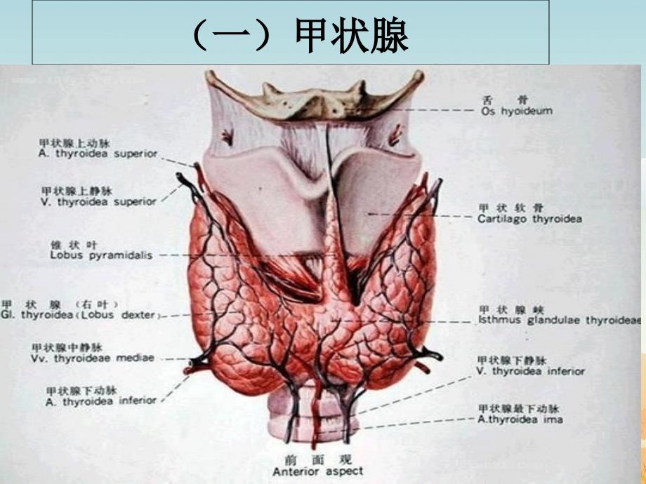 11甲状腺围手术期护理_第4页