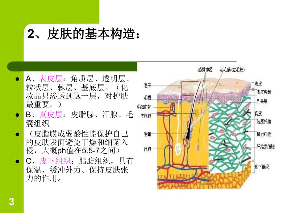 皮肤清洁与护理PowerPoint 演示文稿_第3页