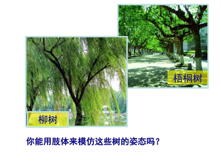 二年级美术《认识身边的树》ppt.ppt_第4页