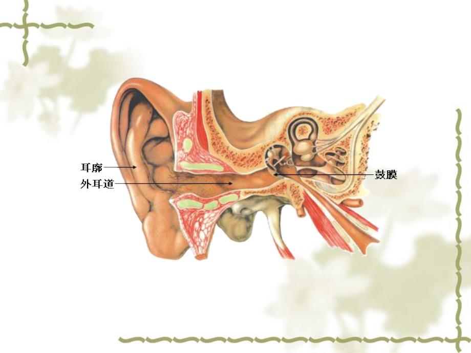 《耳科病人的护理》PPT课件_第2页