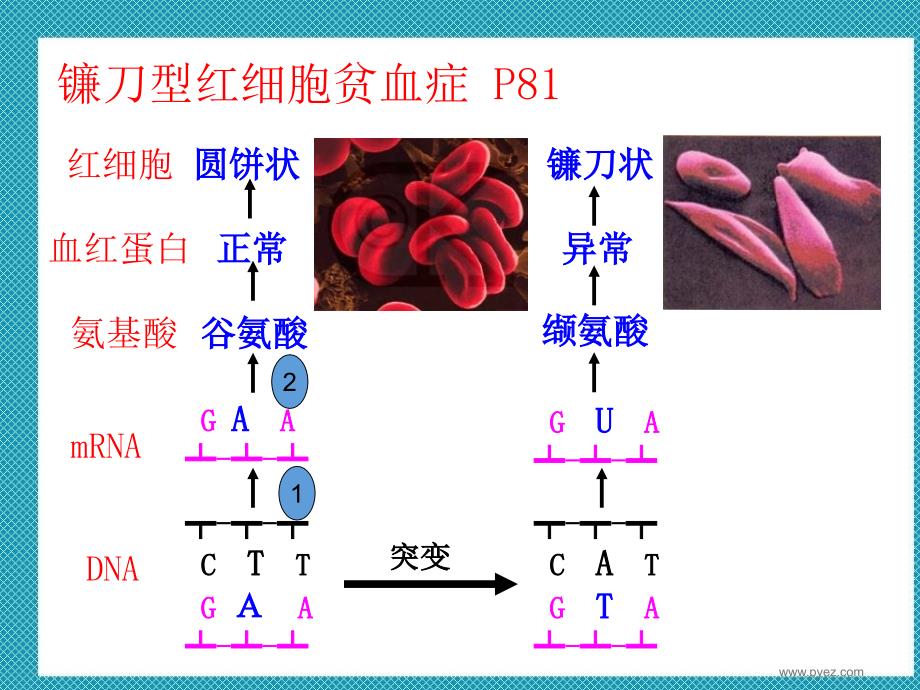 《基因突变的特点》PPT课件_第3页