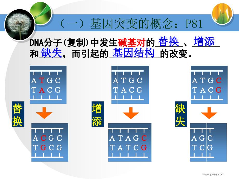 《基因突变的特点》PPT课件_第4页