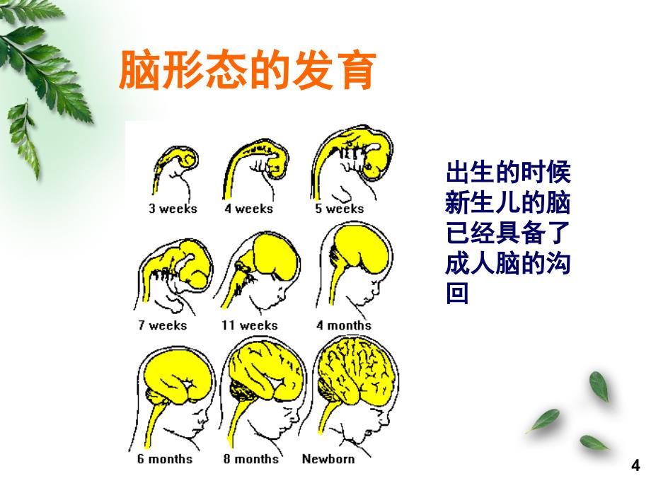 儿童感知行为发育PPT课件_第4页