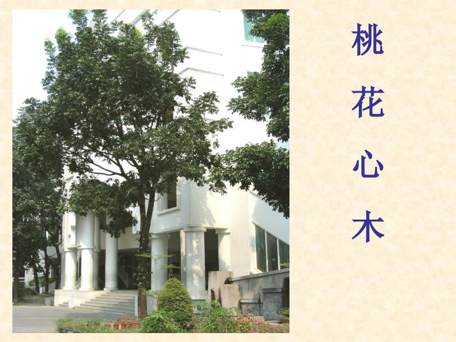 苏教版小学科学三年级上册校园里的植物PPT课件_第4页