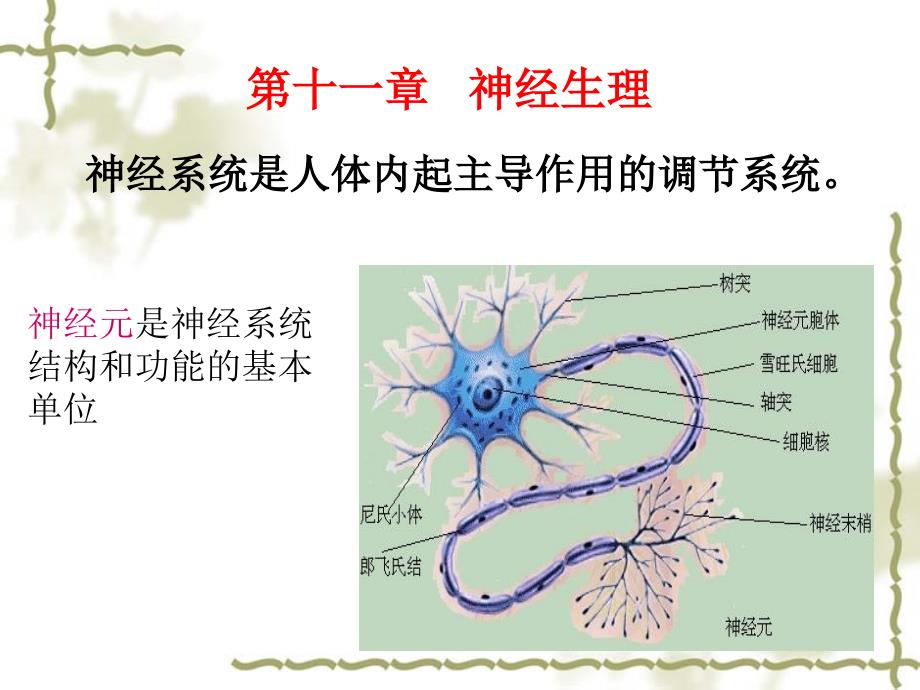 神经生理功能PPT课件_第1页