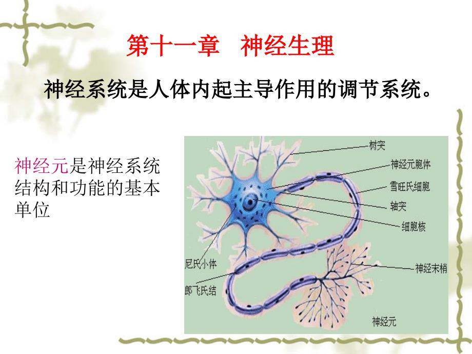 神经生理功能PPT课件