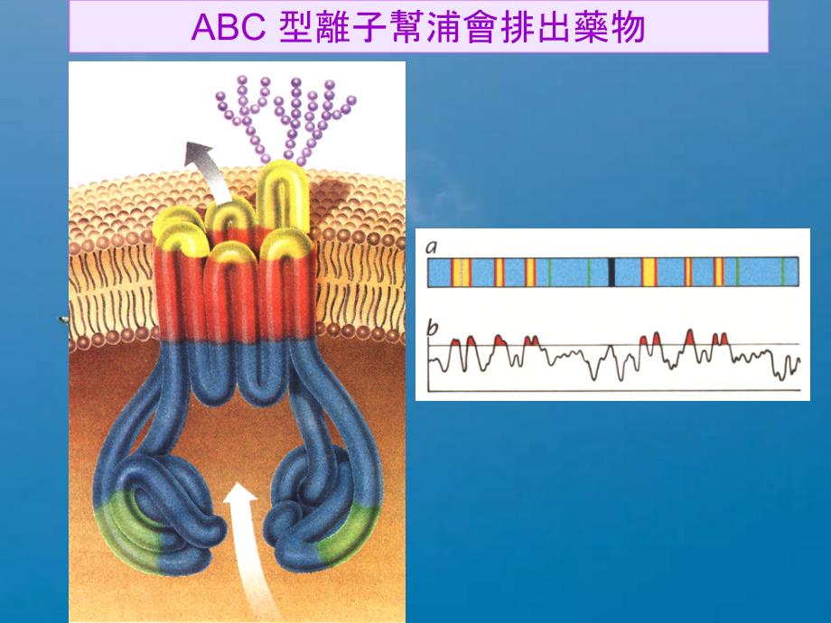 精品型离子帮浦会排出药物ppt课件_第1页