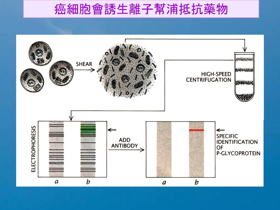 精品型离子帮浦会排出药物ppt课件_第2页