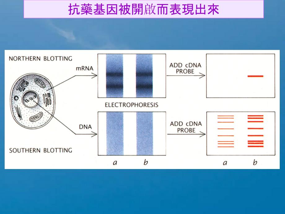 精品型离子帮浦会排出药物ppt课件_第3页