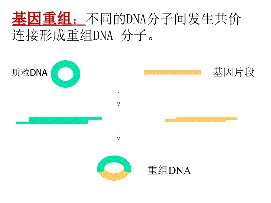 基因表达和基因重组_第3页