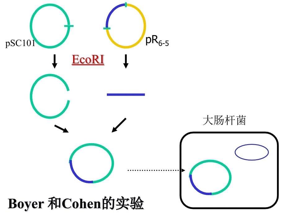 基因表达和基因重组_第5页