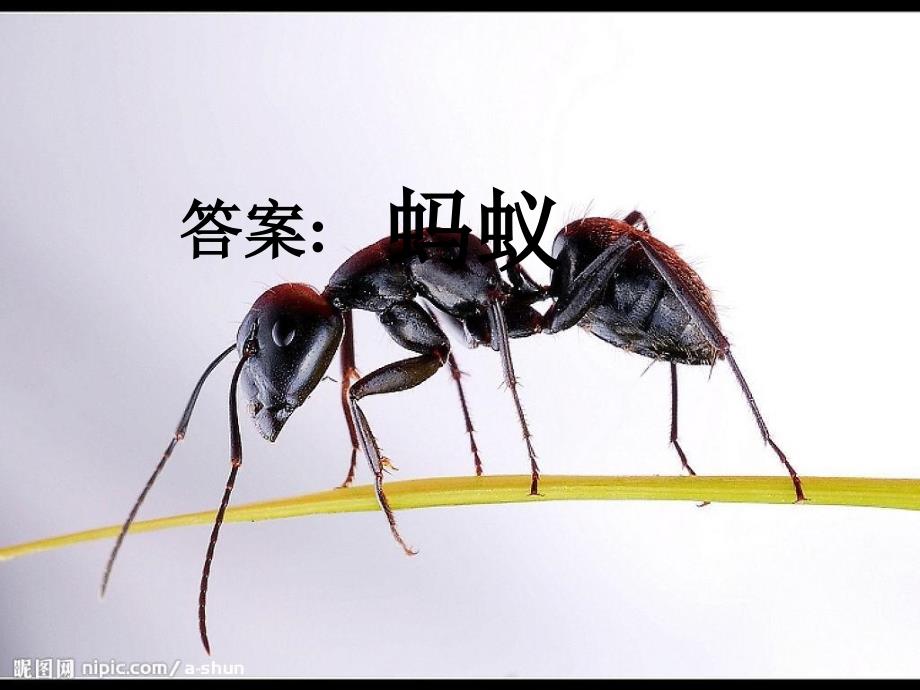 三级科学上册蚂蚁课件教科_第3页