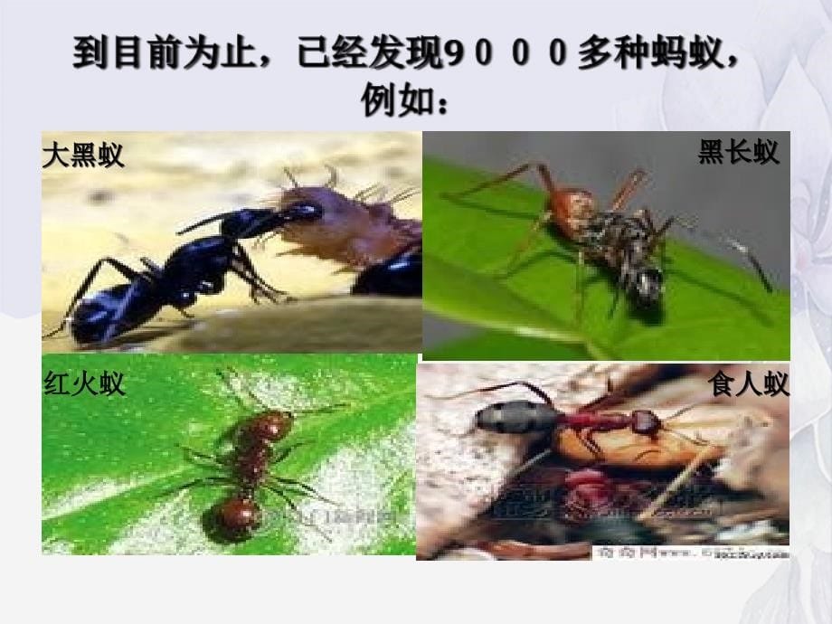 三级科学上册蚂蚁课件教科_第5页