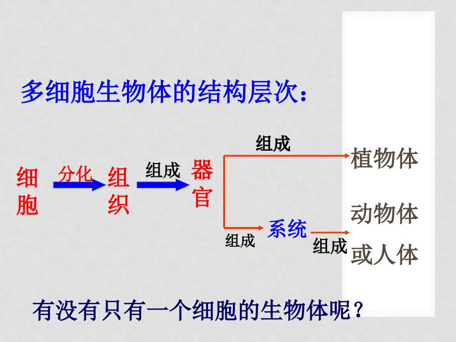 七年级生物上册 1.2.4 单细胞的生物体课件 冀教版_第2页